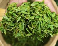 茶樹產(chǎn)量高嗎？一畝產(chǎn)多少斤？